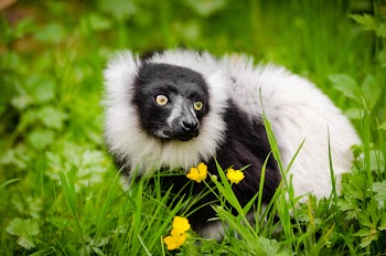 White and Black Long Coated Animal