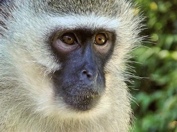 White and Black Monkey