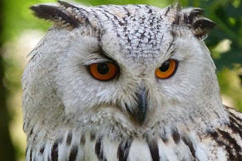 White and Black Owl