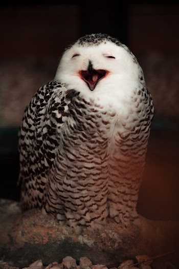 White and Black Owl