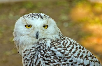 White and Black Owl Close-up Photography