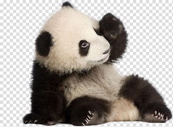 White and black panda , Giant panda Birthday cake Bear Icing, Panda Panda transparent background PNG clipart