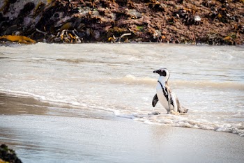 White And Black Penguin