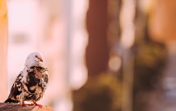 White and Black Pigeon on Selective Focus Photography