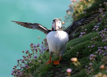 white and black puffin bird standing on green grass field