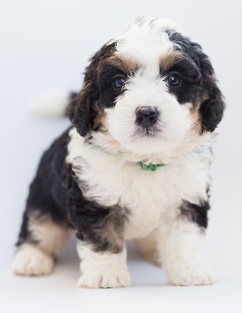 White and Black Puppy