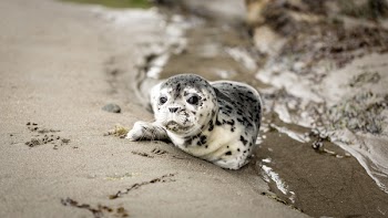 White and Black Seal on Shoreline