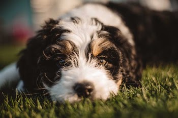 white and black Shih Tzu