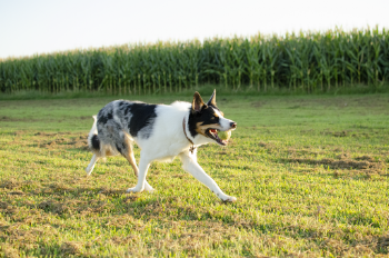 White and Black Short-coated Dog