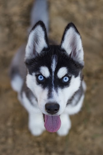 White and Black Siberian Husky
