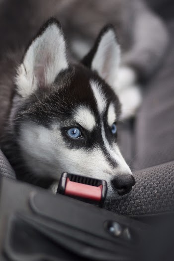 White And Black Siberian Husky