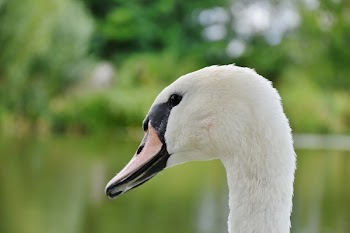 White and Black Swan in Sahllowphotography