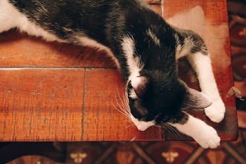 White and Black Tabby Cat