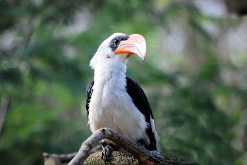 White and Black Toucan Bird Perched on Tree Branch