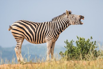 White and Black Zebra Standing on Ground