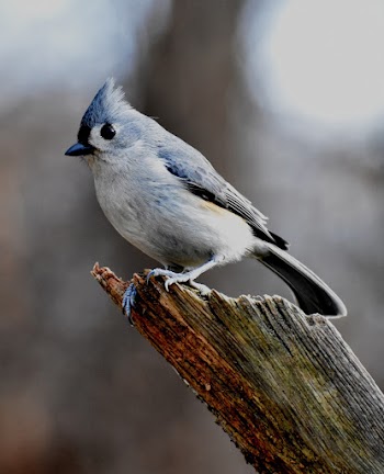 White and Blue Bird