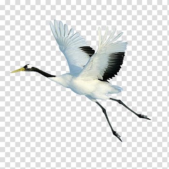 White and blue bird cane, Red-crowned crane Bird Flight, Flying white crane transparent background PNG clipart