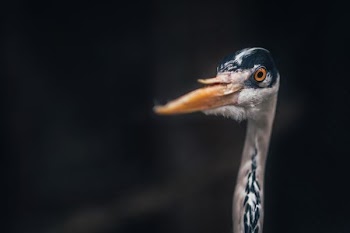 white and blue bird head closeup photo