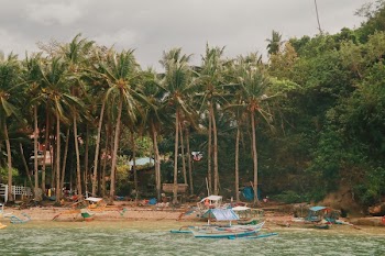 White and Blue Boat Bear Tropical Trees