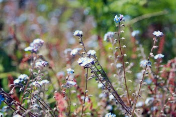 White and Blue Petal Flowers in a Garden during Day Time