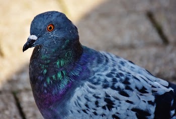 White and Blue Pigeon
