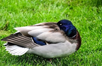 White and Blue Pigeon on Grass Field