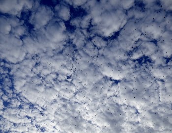 White and Blue Sky