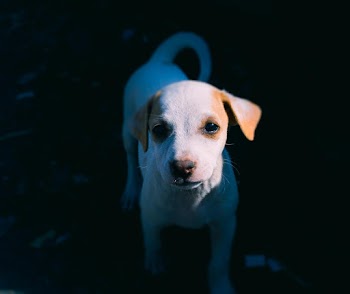 White and Brown American Pit Bull Terrier Puppy