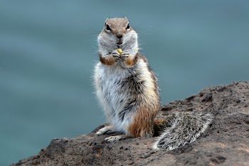 White and Brown Animal at the Cliff
