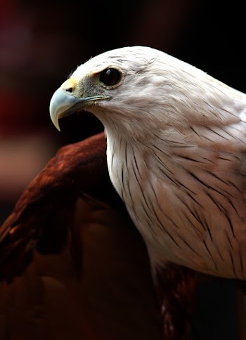White and Brown Bald Eagle