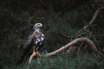 White and Brown Bald Eagle on Branch