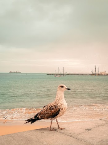 White and Brown Bird 