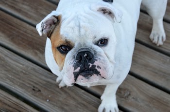 White and Brown Bulldog on Brown Wood Planks