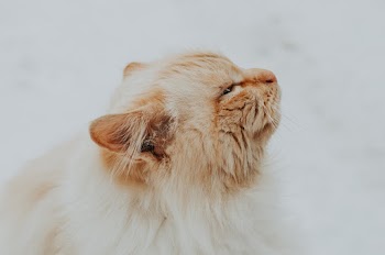 White and Brown Cat