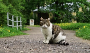 White and Brown Cat Between Path