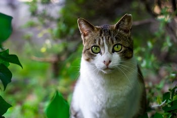 White and Brown Cat Between Plants
