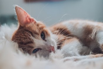 White and Brown  Cat Lying on White Surface