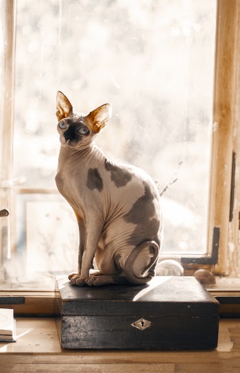 White and Brown Cat Sitting Beside A Window