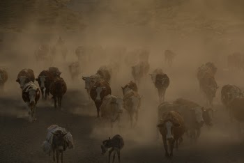 White and Brown Cattle