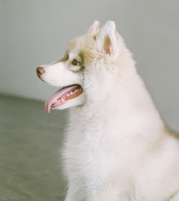 White and Brown Coat Dog