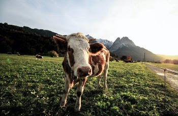 White and Brown Cow