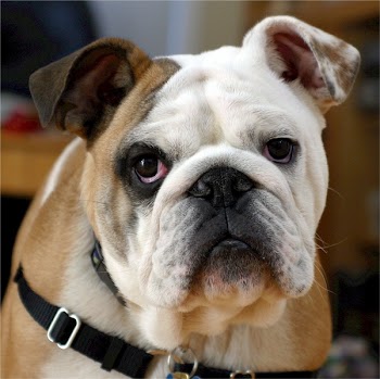 White and Brown Dog
