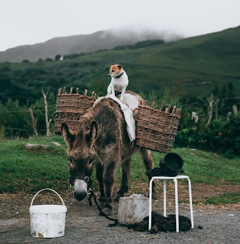 White and Brown Dog Standing Atop Brown Donkey Carrying Basket