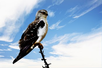 White and Brown Eagle