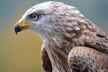 White and Brown Eagle