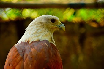 White And Brown Eagle