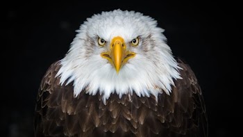white and brown eagle