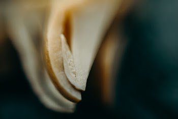 White and Brown Flower Petals