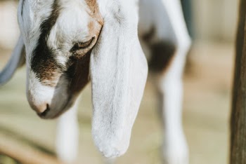 White And Brown Goat