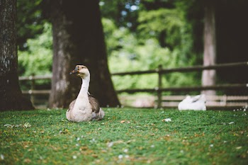 White and brown goose sitting on the grass